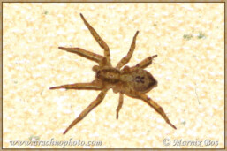 Genus <em>Anyphaena</em>