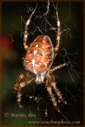 Genus <em>Araneus</em>