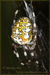 <em>Araneus marmoreus</em>