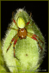 Genus <em>Araniella</em>