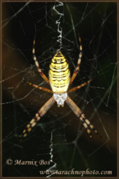 Genus <em>Argiope</em>