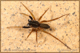 Genus <em>Aulonia</em>