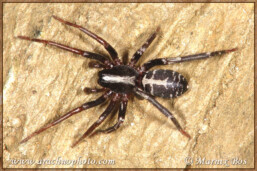 Genus <em>Castianeira</em>