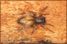 Genus <em>Porrhoclubiona</em>