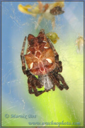 Genus <em>Cyrtophora</em>