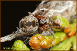 Genus <em>Dictyna</em>