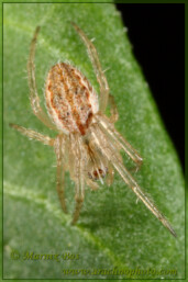 Genus <em>Larinia</em>