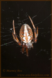 Genus <em>Neoscona</em>