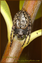 Genus <em>Nuctenea</em>