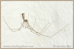 Genus <em>Pholcus</em>