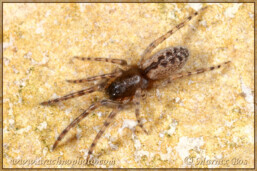 Genus <em>Segestria</em>