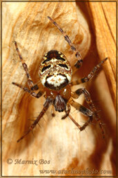 Genus <em>Zilla</em>