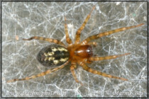 Genus <em>Amaurobius</em> #genus-amaurobius