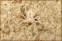 Genus <em>Rhysodromus</em>