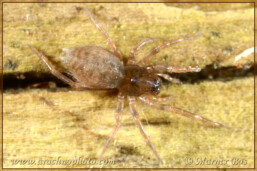 Genus <em>Coelotes</em> Coelotes terrestris