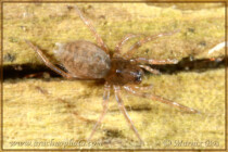 Genus <em>Coelotes</em> Coelotes terrestris