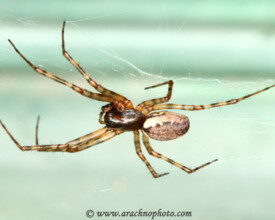 Linyphiidae