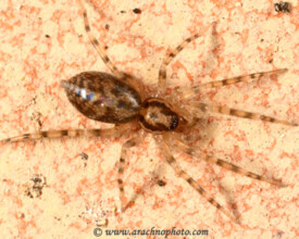 Liocranidae