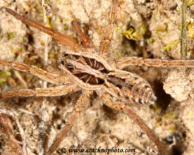 Lycosidae