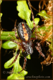 Genus <em>Cercidia</em>