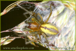 Genus <em>Cheiracanthium</em>