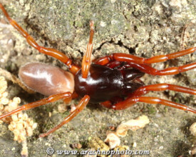 Spider family Dysderidae