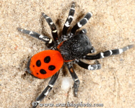 Eresidae-Koepelspinnen-Velvet-Spiders-ArachnoPhoto