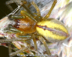 Cheiracanthiidae-Spoorspinnen-Prowling-Spiders-ArachnoPhoto