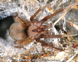 Filistatidae-Spleetwevers-Crevice-Weavers-ArachnoPhoto