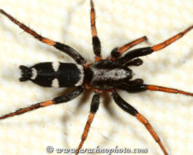 Gnaphosidae-Bodemjachtspinnen-Ground-Spiders-ArachnoPhoto