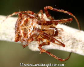 Mimetidae-Spinneneters-Piraatspinnen-Pirate-Spiders-ArachnoPhoto