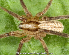 Miturgidae-Stekelpootspinnen-Spiny-Leg-Spiders-ArachnoPhoto
