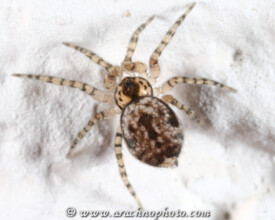 Oecobiidae-Spiraalspinnen-Starlegged-Spiders-ArachnoPhoto