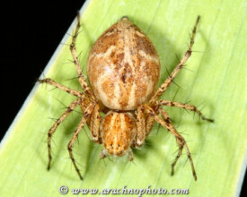 Oxyopidae-Lynxspinnen-Lynx-Spiders-ArachnoPhoto