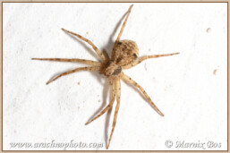 Genus <em>Pulchellodromus</em>