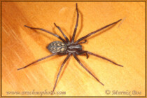 Genus <em>Eratigena</em> Eratigena atrica