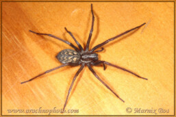 Genus <em>Eratigena</em> Eratigena atrica