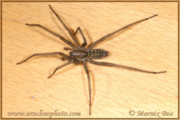 <em>Eratigena atrica</em>