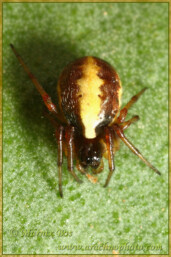 Genus <em>Hypsosinga</em>