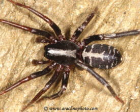 Corinnidae