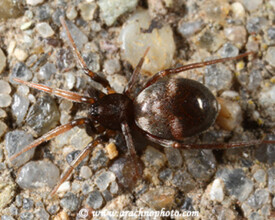 Phrurolithidae