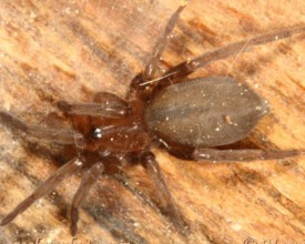 Cicurinidae