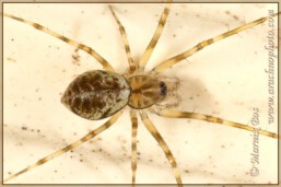 Genus <em>Drapetisca</em>