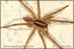 Genus <em>Hogna</em>