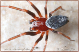 Genus <em>Marilynia</em>