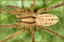Genus <em>Zora</em>