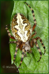 <em>Aculepeira ceropegia</em>