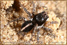 Genus <em>Aelurillus</em>