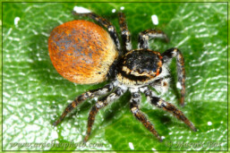Genus <em>Carrhotus</em>