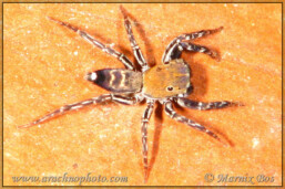 Genus <em>Cyrba</em>